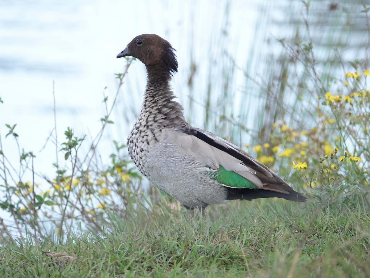 Maned Duck - ML643032684
