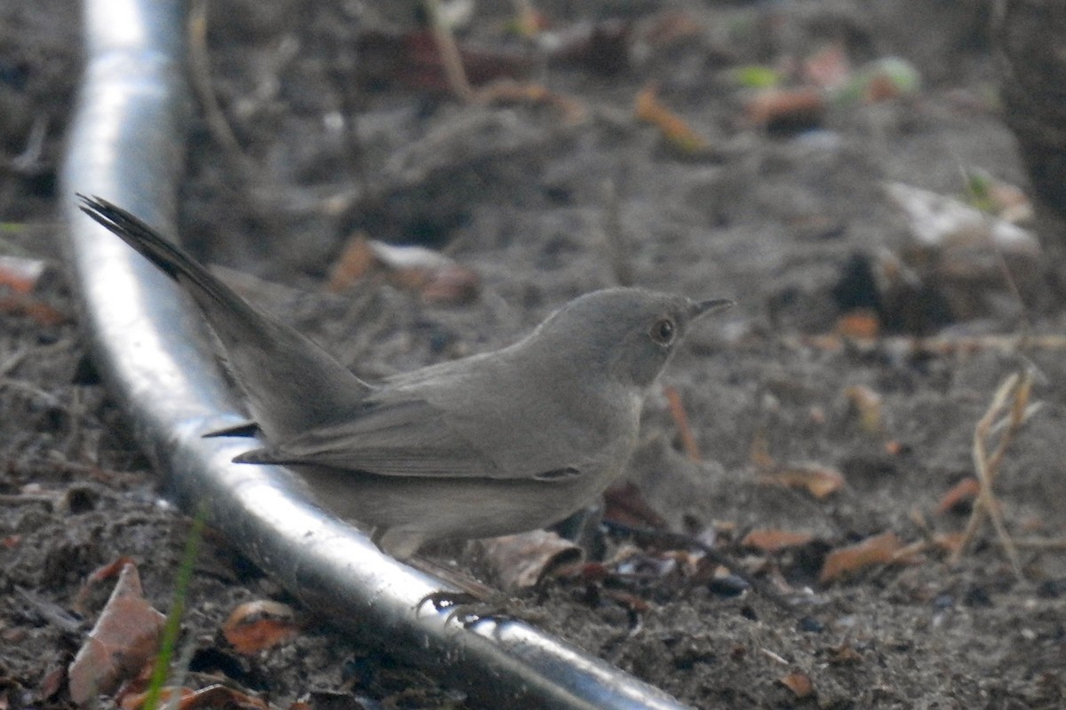 Menetries's Warbler - ML643032687