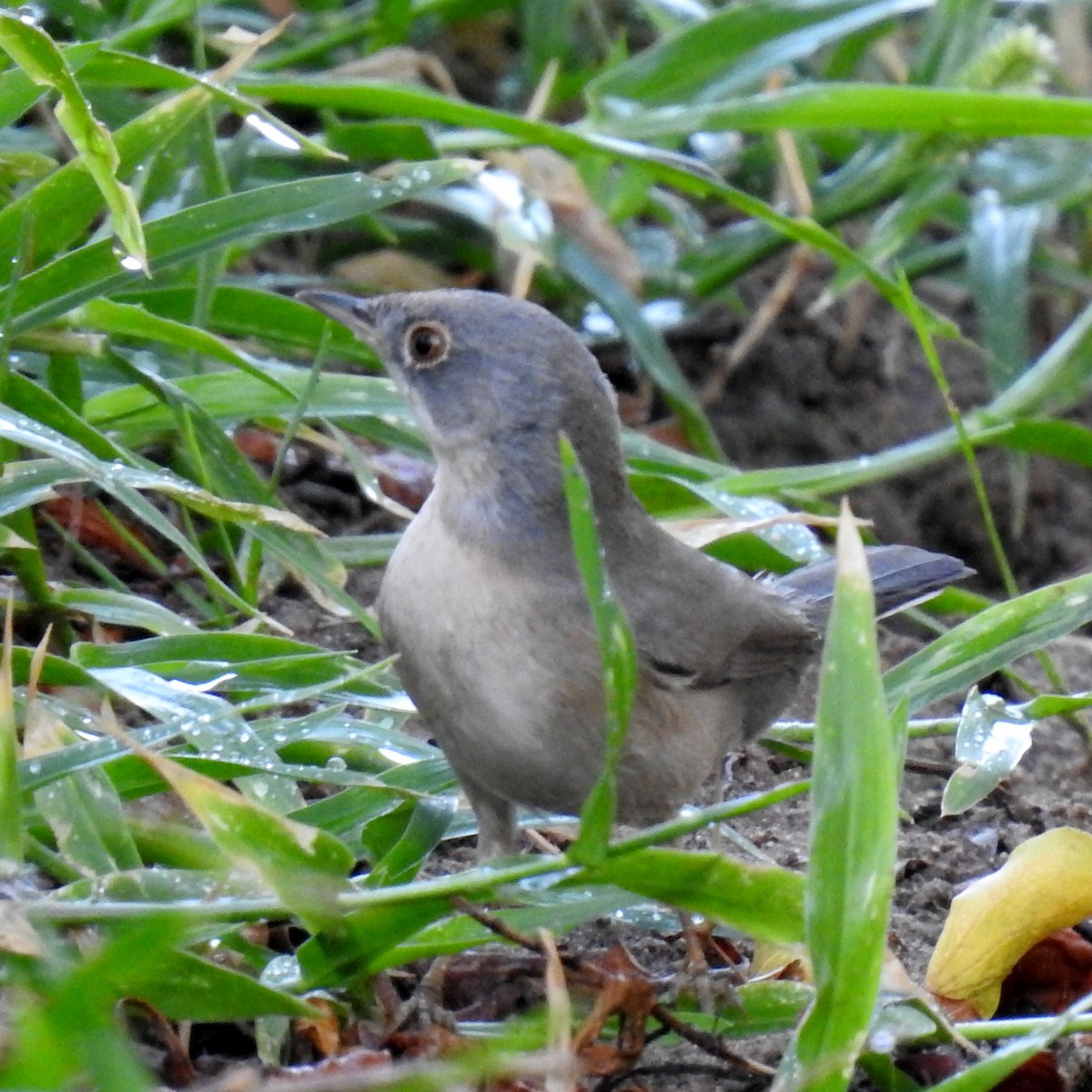 Menetries's Warbler - ML643032688