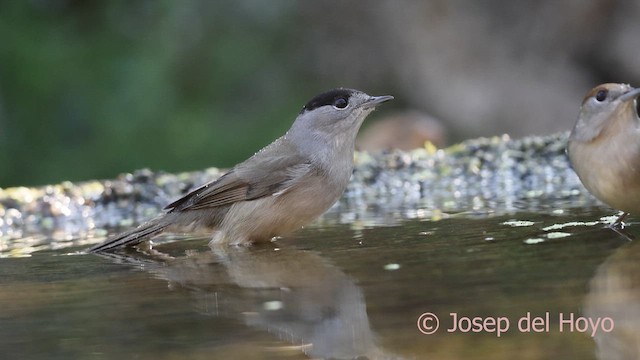 Eurasian Blackcap - ML643032695