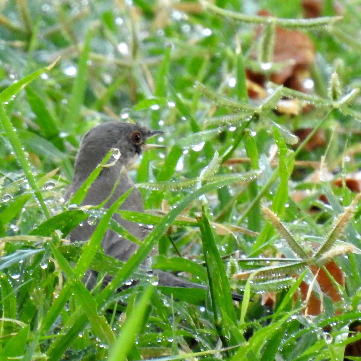 Menetries's Warbler - ML643032697