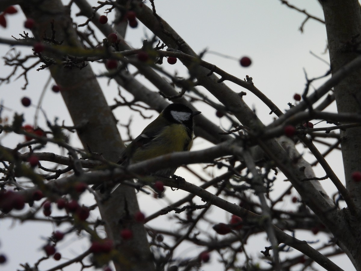 Их хөх бух - ML643032698