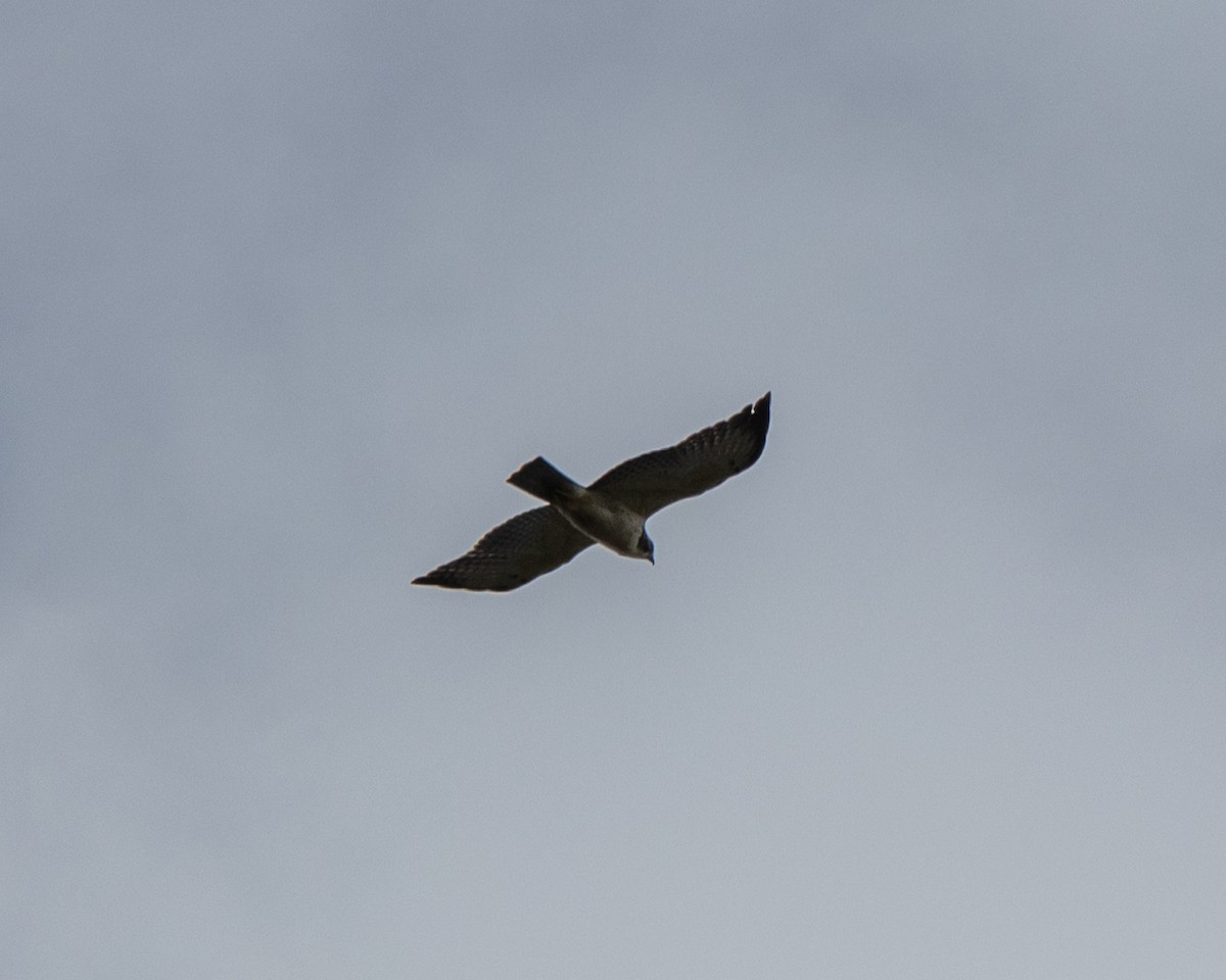 Short-tailed Hawk - ML643032719