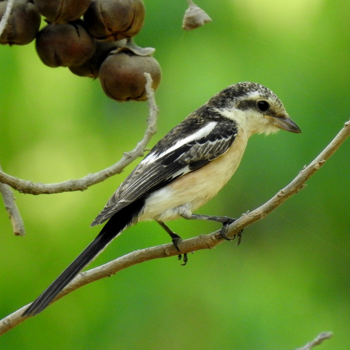Averla mascherata - ML643032723