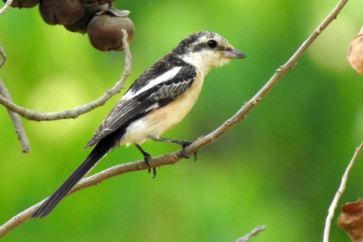 Averla mascherata - ML643032724
