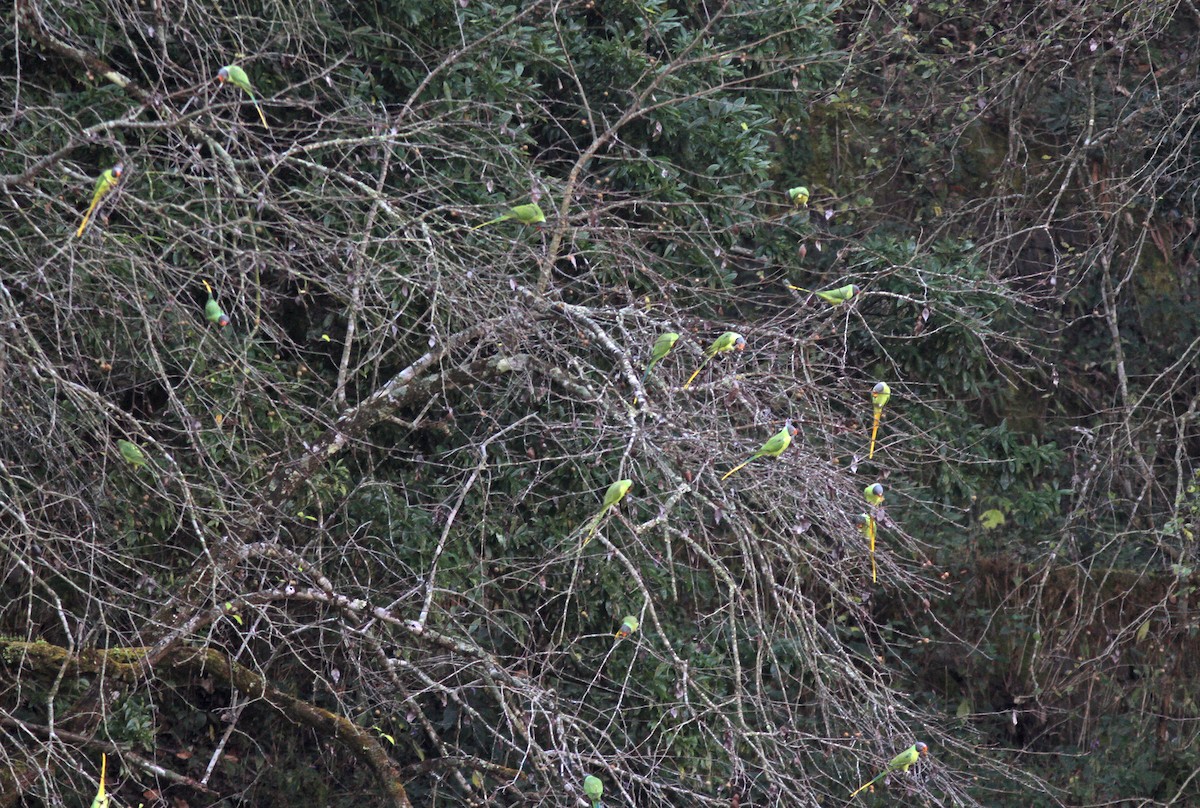 Slaty-headed Parakeet - ML643032737