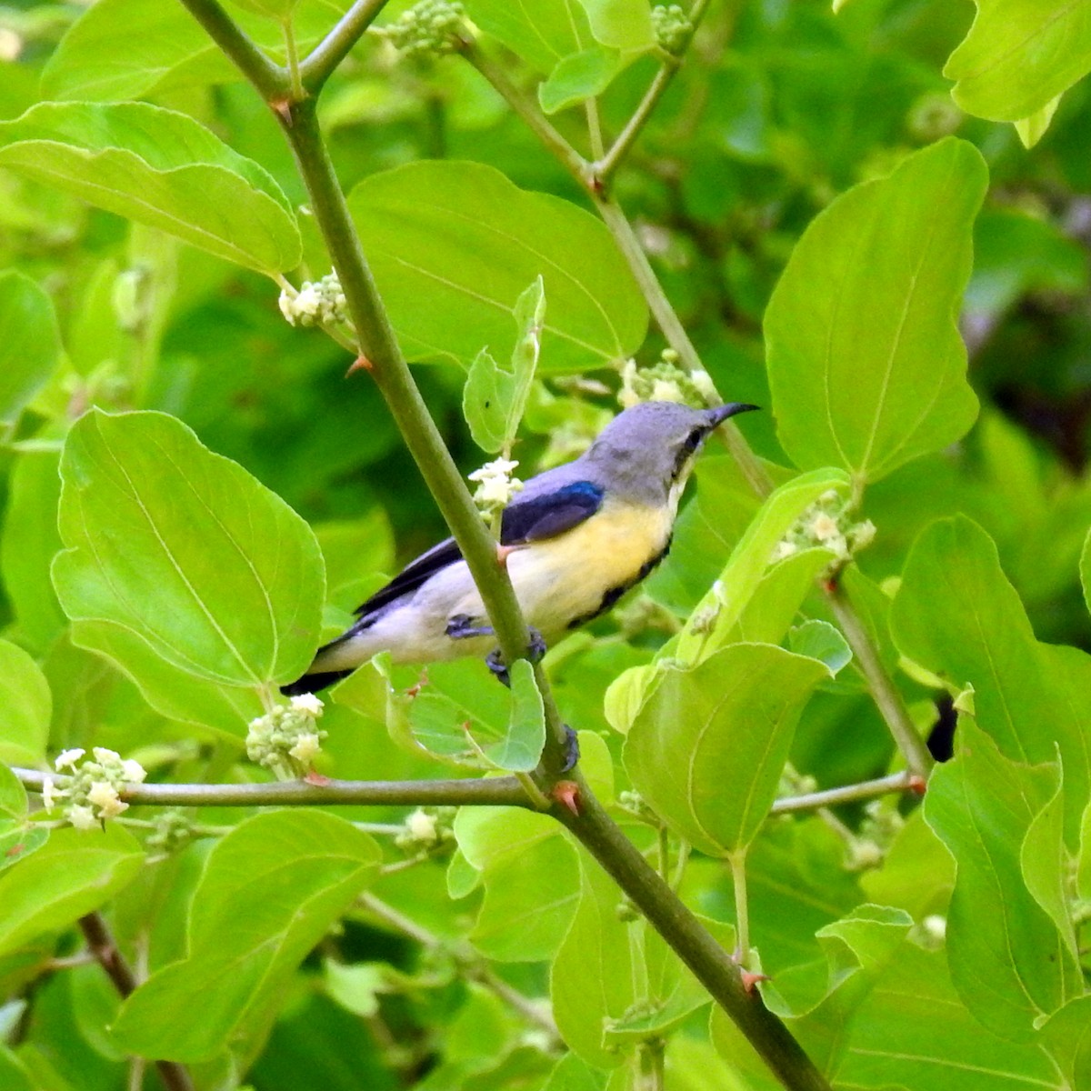 Purple Sunbird - ML643032760