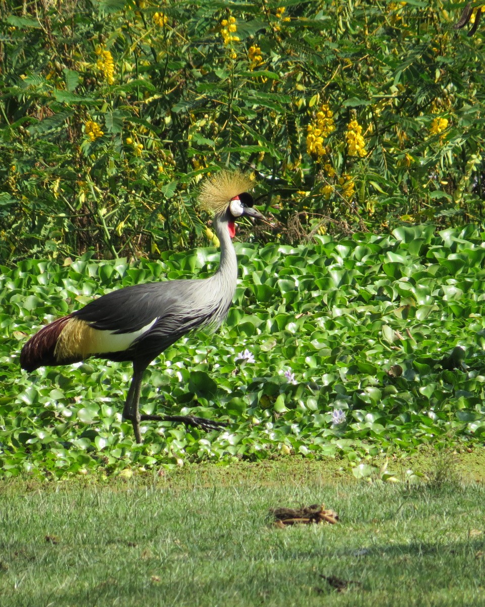 Gray Crowned-Crane - ML643032762