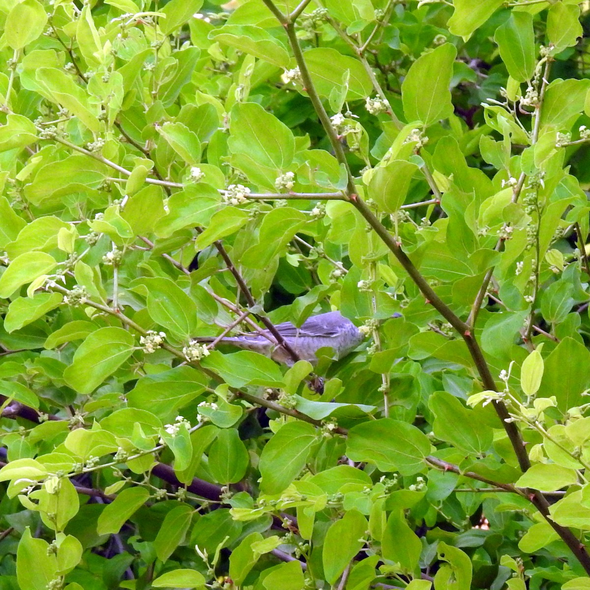 Харсуун зэржгэнэ - ML643032763