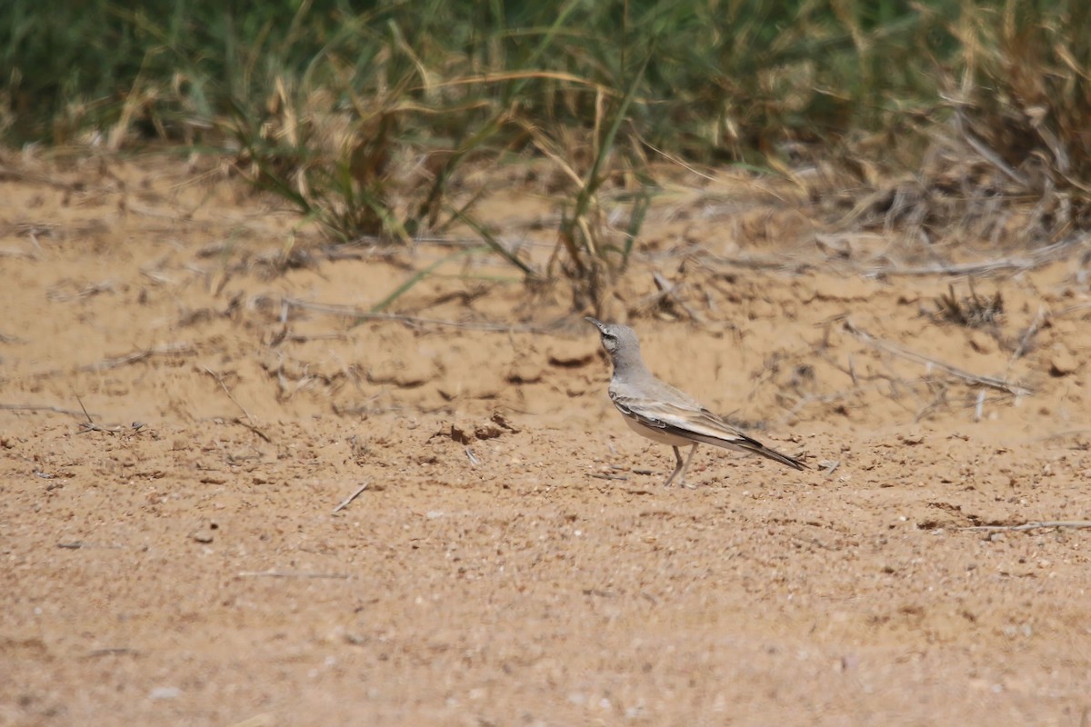 Greater Hoopoe-Lark - ML643032784