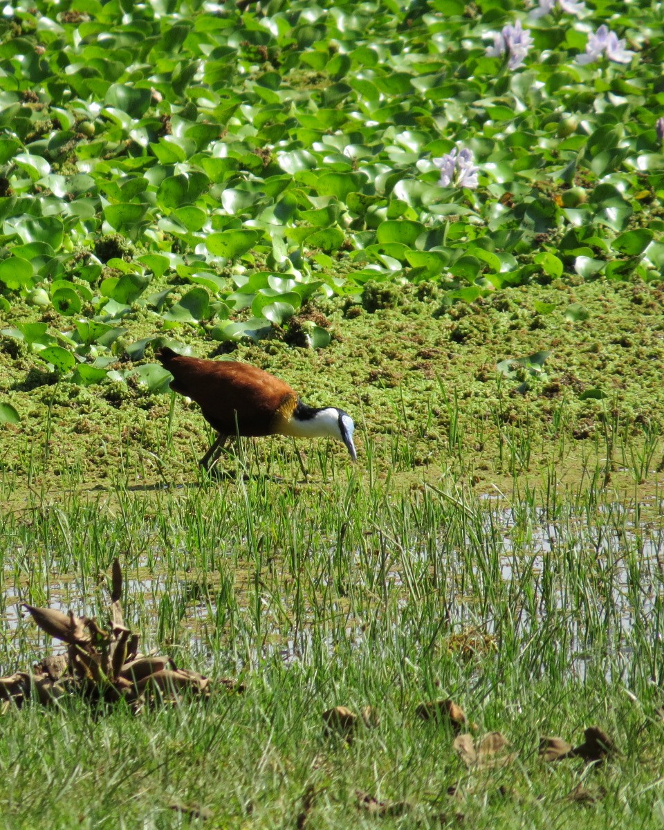 アフリカレンカク - ML643032787