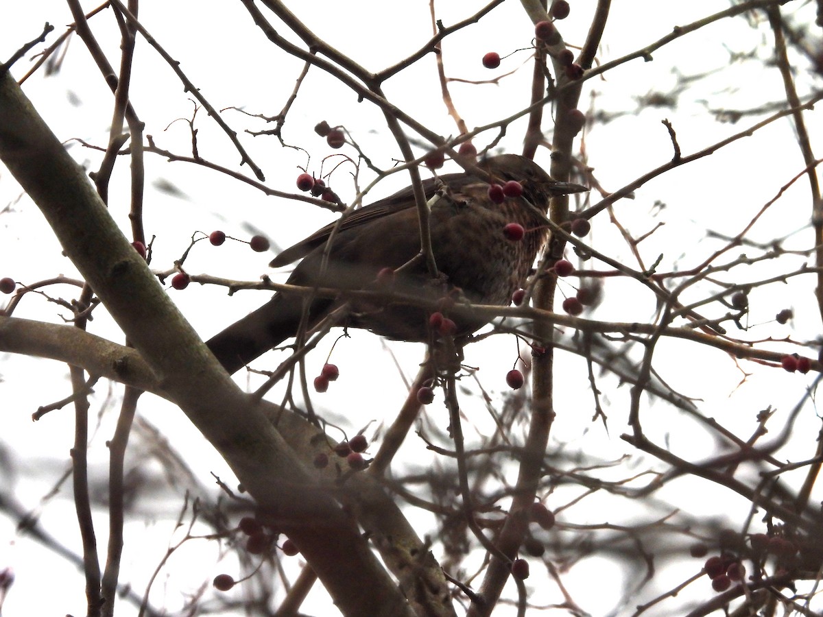 Хар хөөндэй - ML643032788