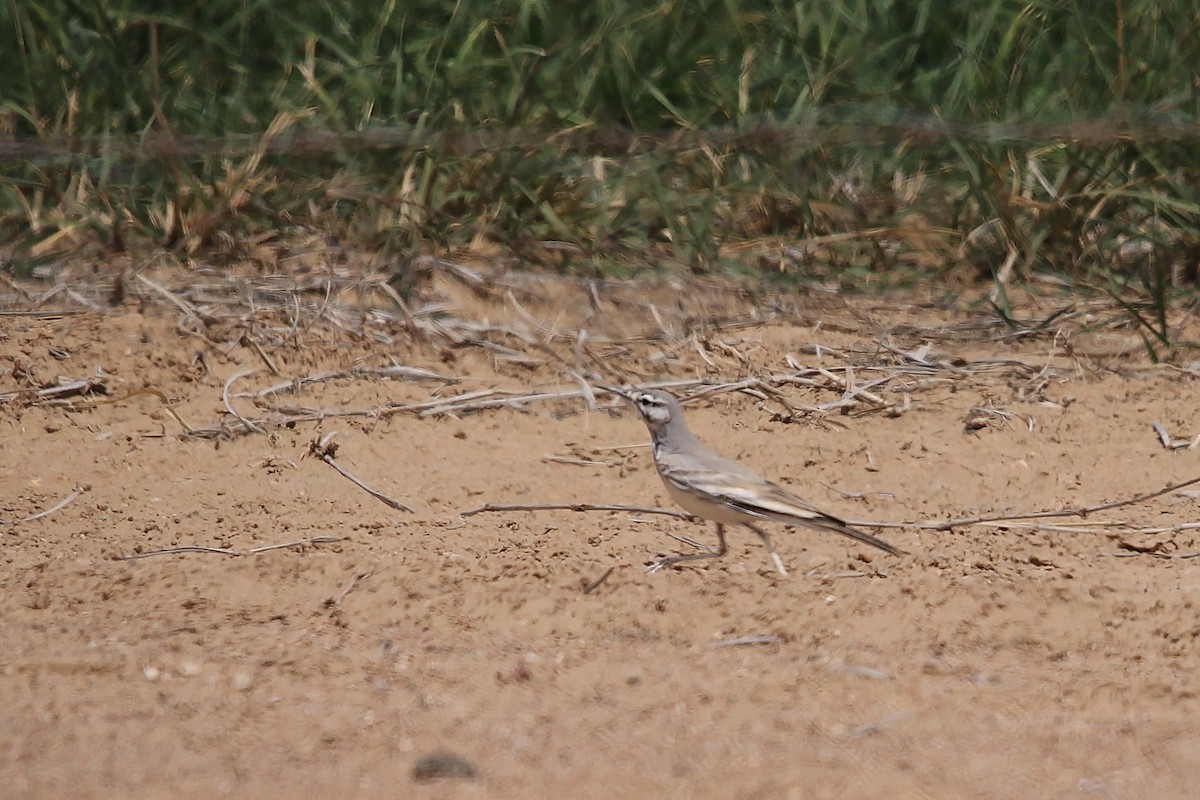 Greater Hoopoe-Lark - ML643032789