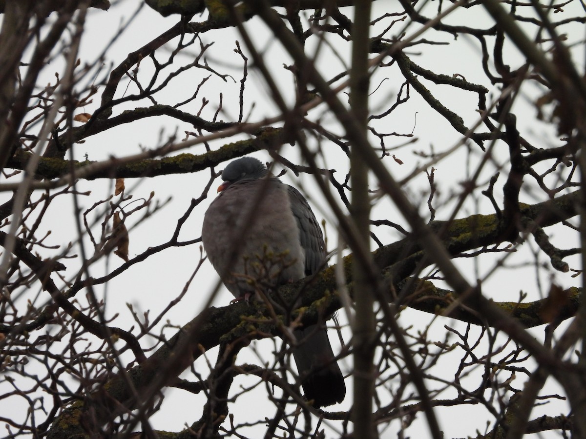 Ойн тагтаа - ML643032793