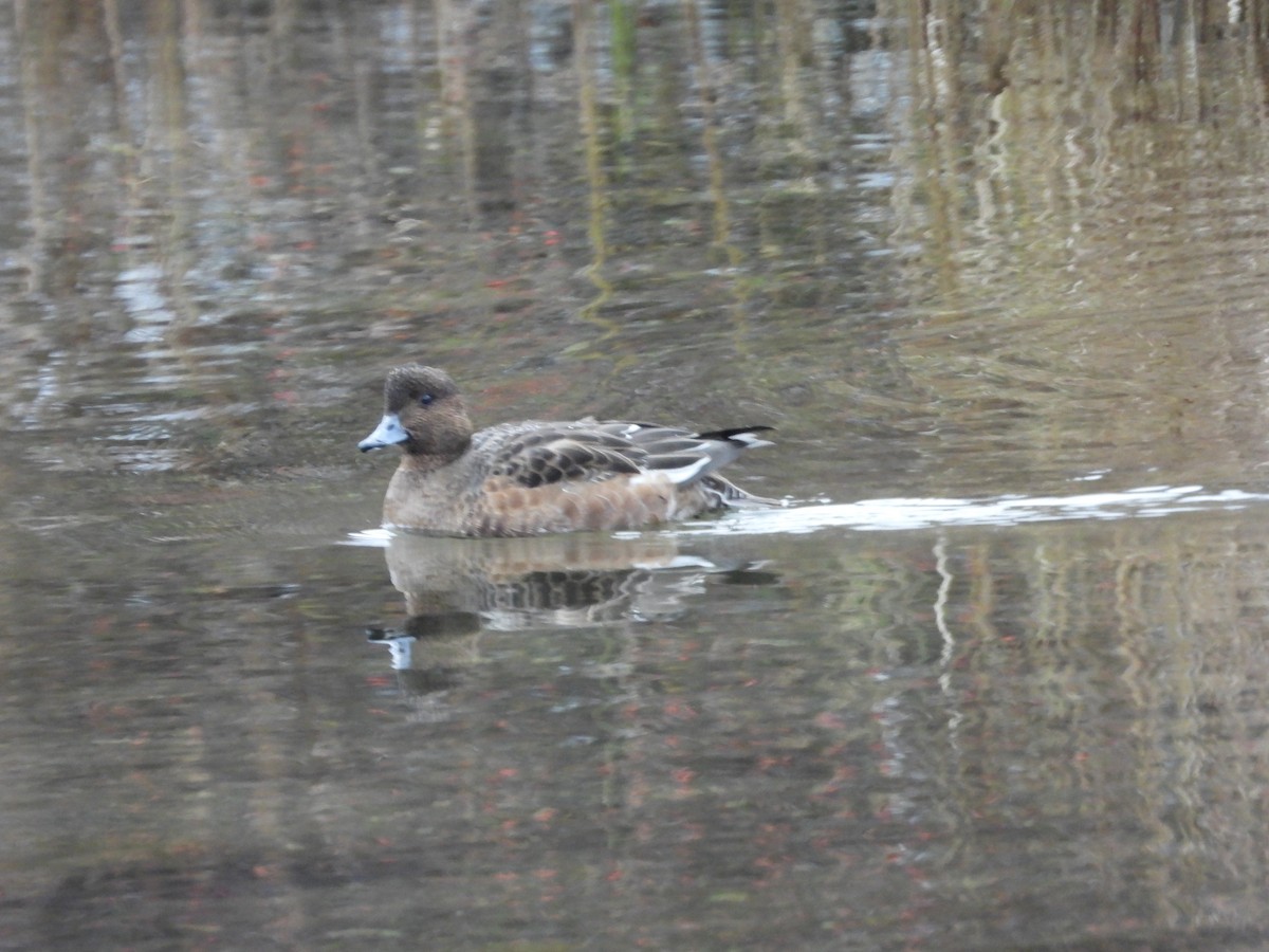Зээрд нугас - ML643032797