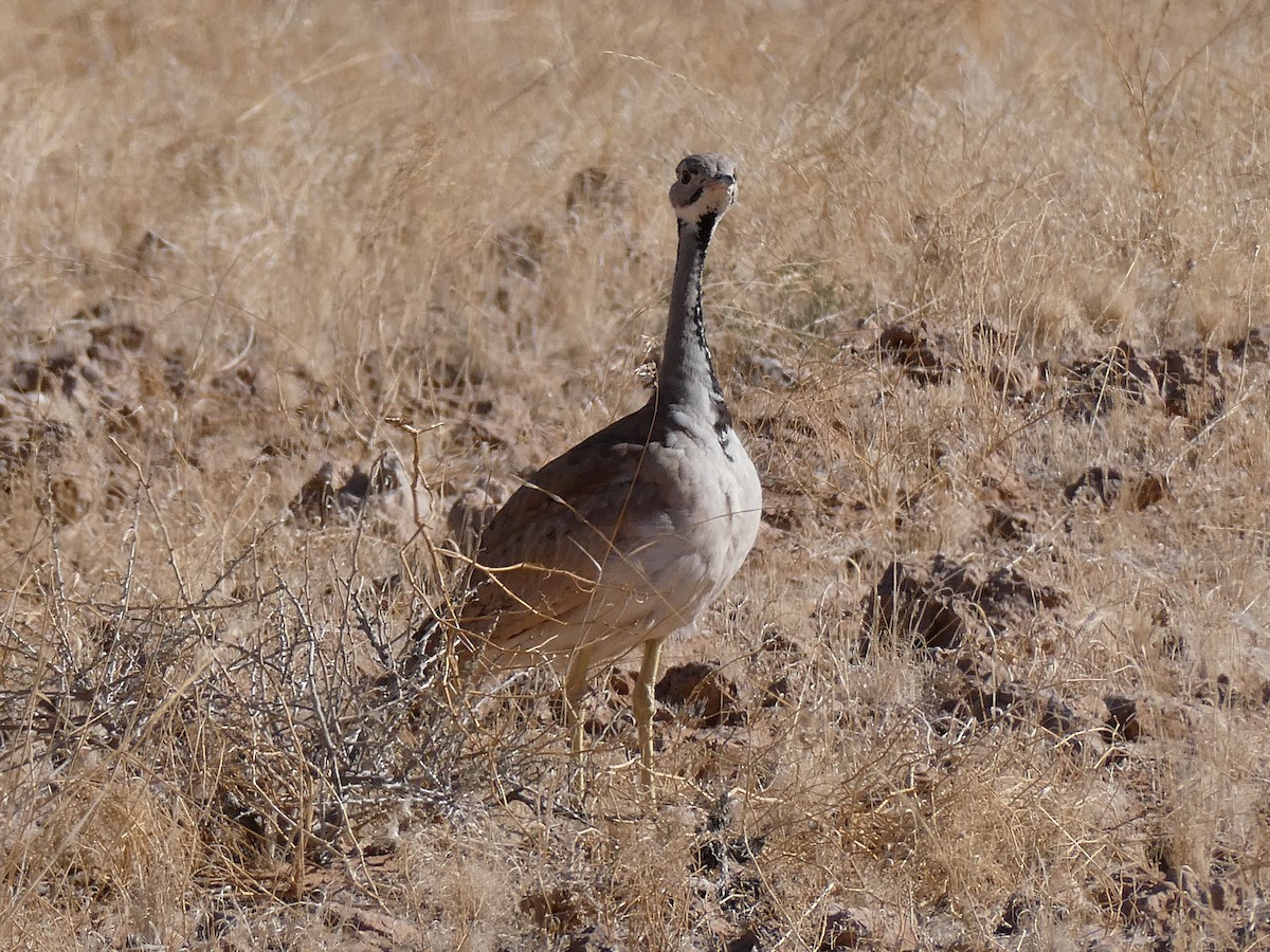 Rüppell's Bustard - ML643032800