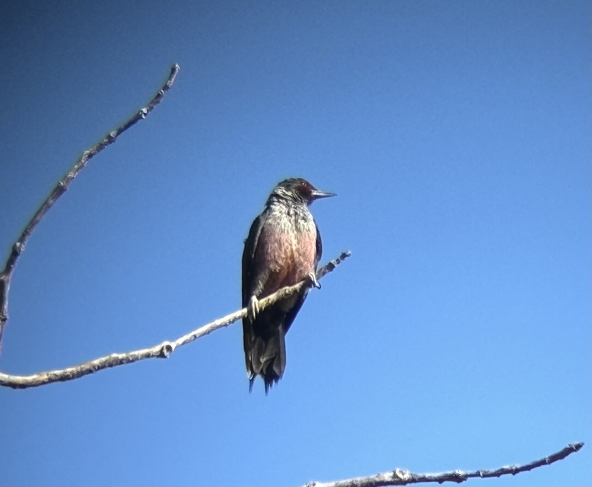 Lewis's Woodpecker - ML643032803