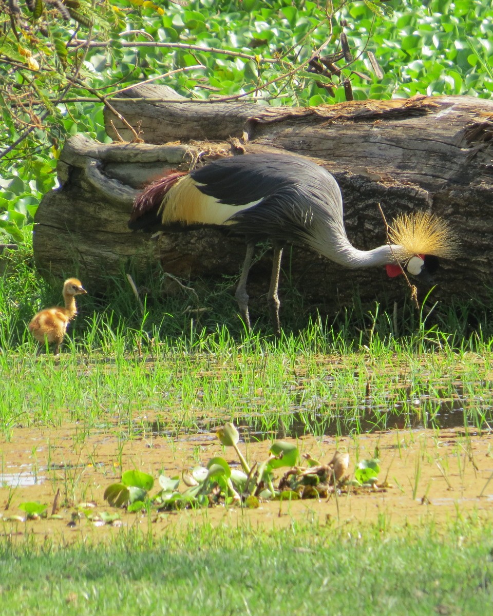 Gray Crowned-Crane - ML643032805