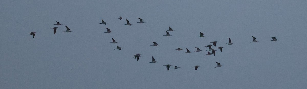 Common Greenshank - ML643032806