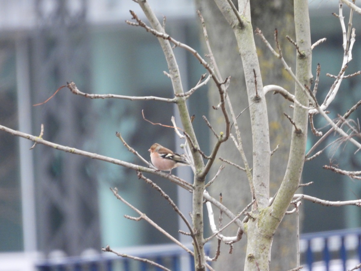 Дуулгат бужирга - ML643032807