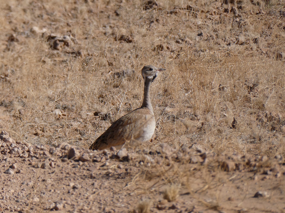 Rüppell's Bustard - ML643032808