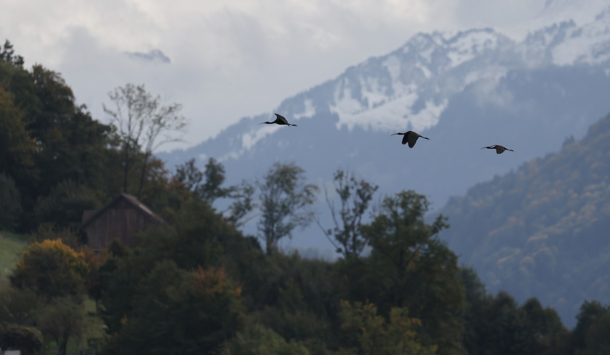 Glossy Ibis - ML643032813