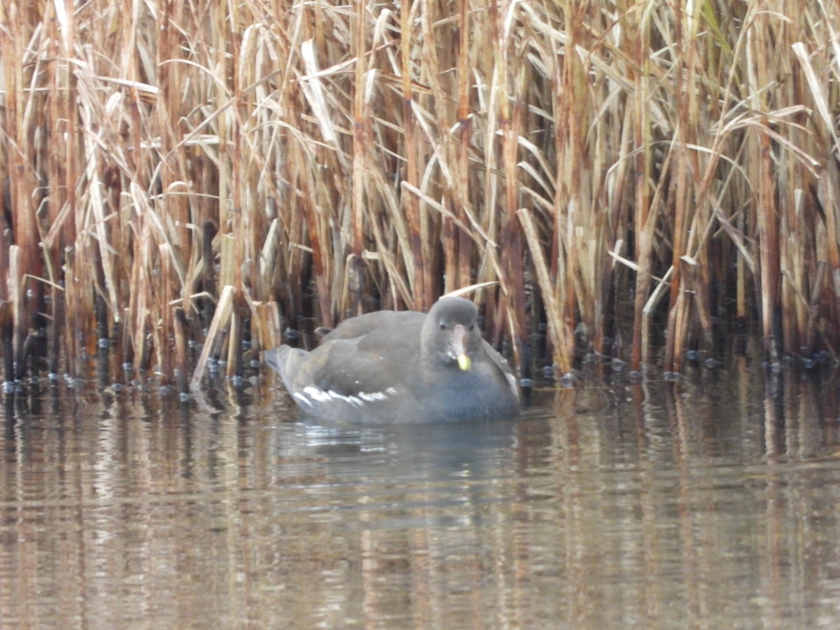 Хажилгат түнжүүр - ML643032822