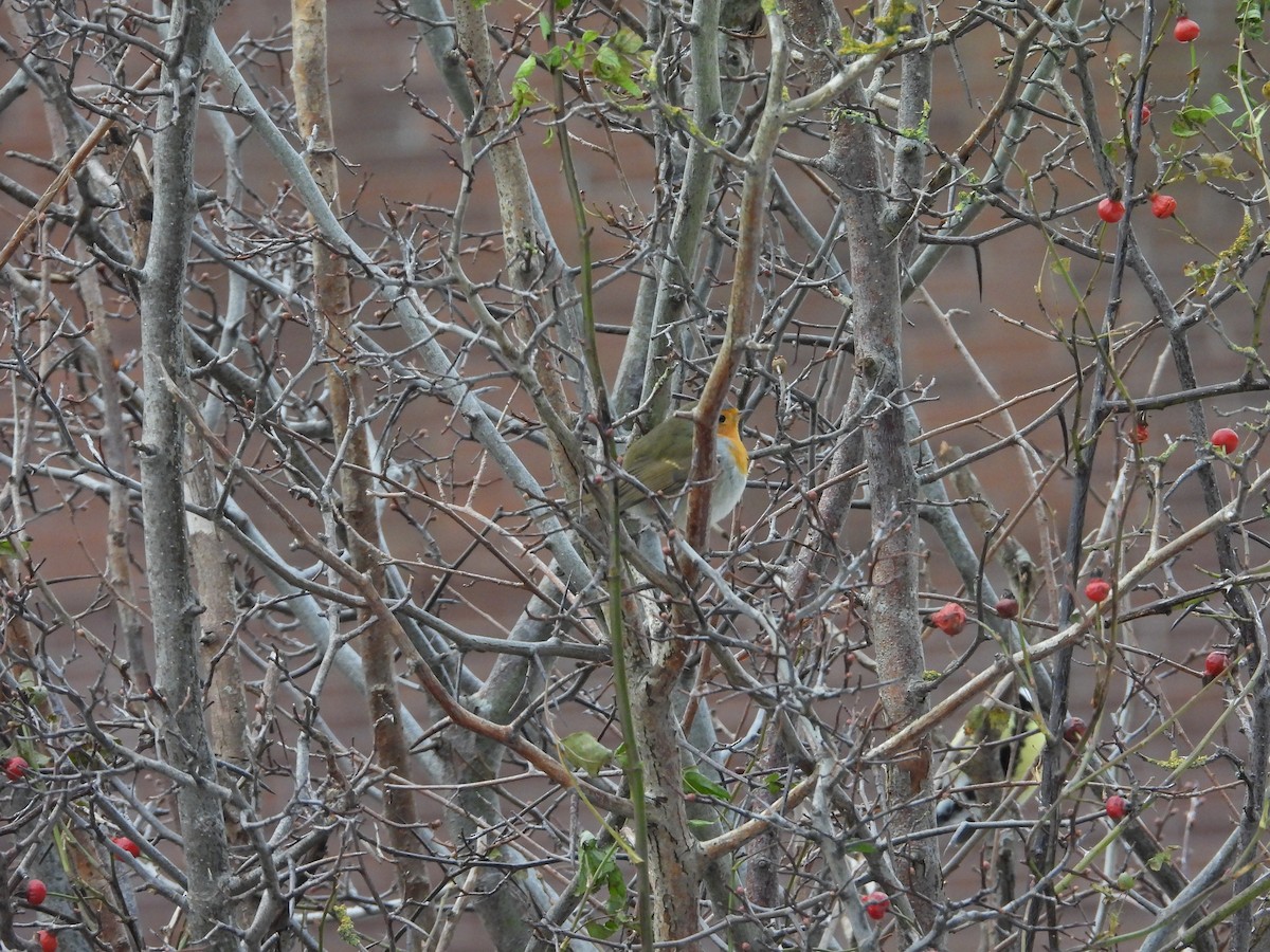 Өрнийн зээрд омруут - ML643032825