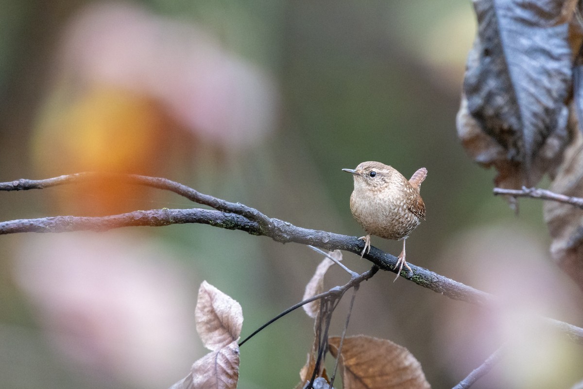 Winter Wren - ML643032826