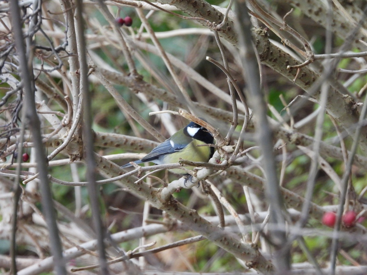 Их хөх бух - ML643032830