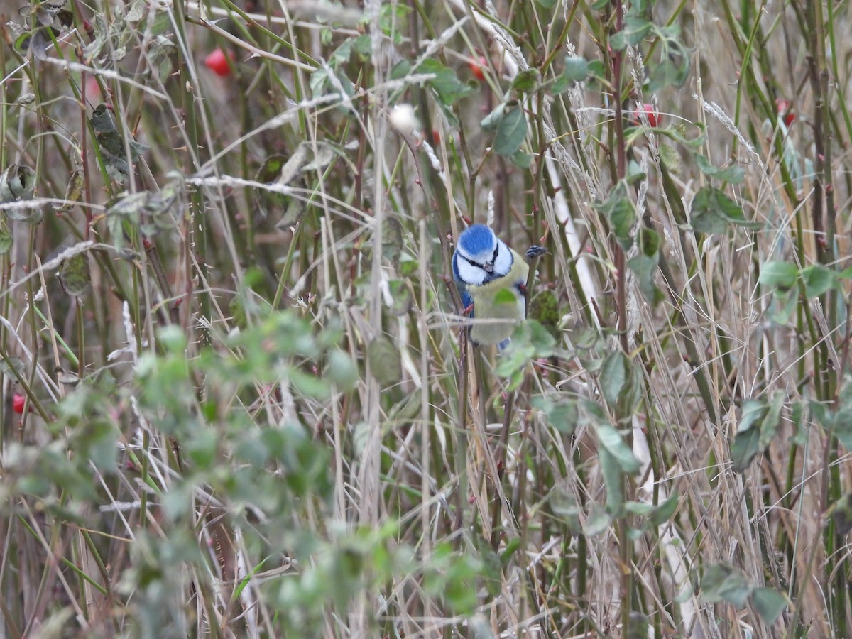 Өрнийн хөх бух - ML643032831