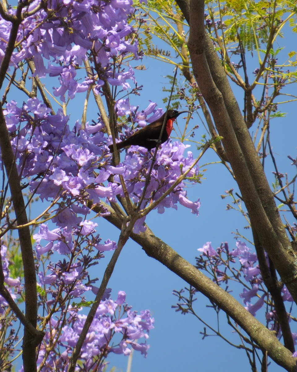 Scarlet-chested Sunbird - ML643032833