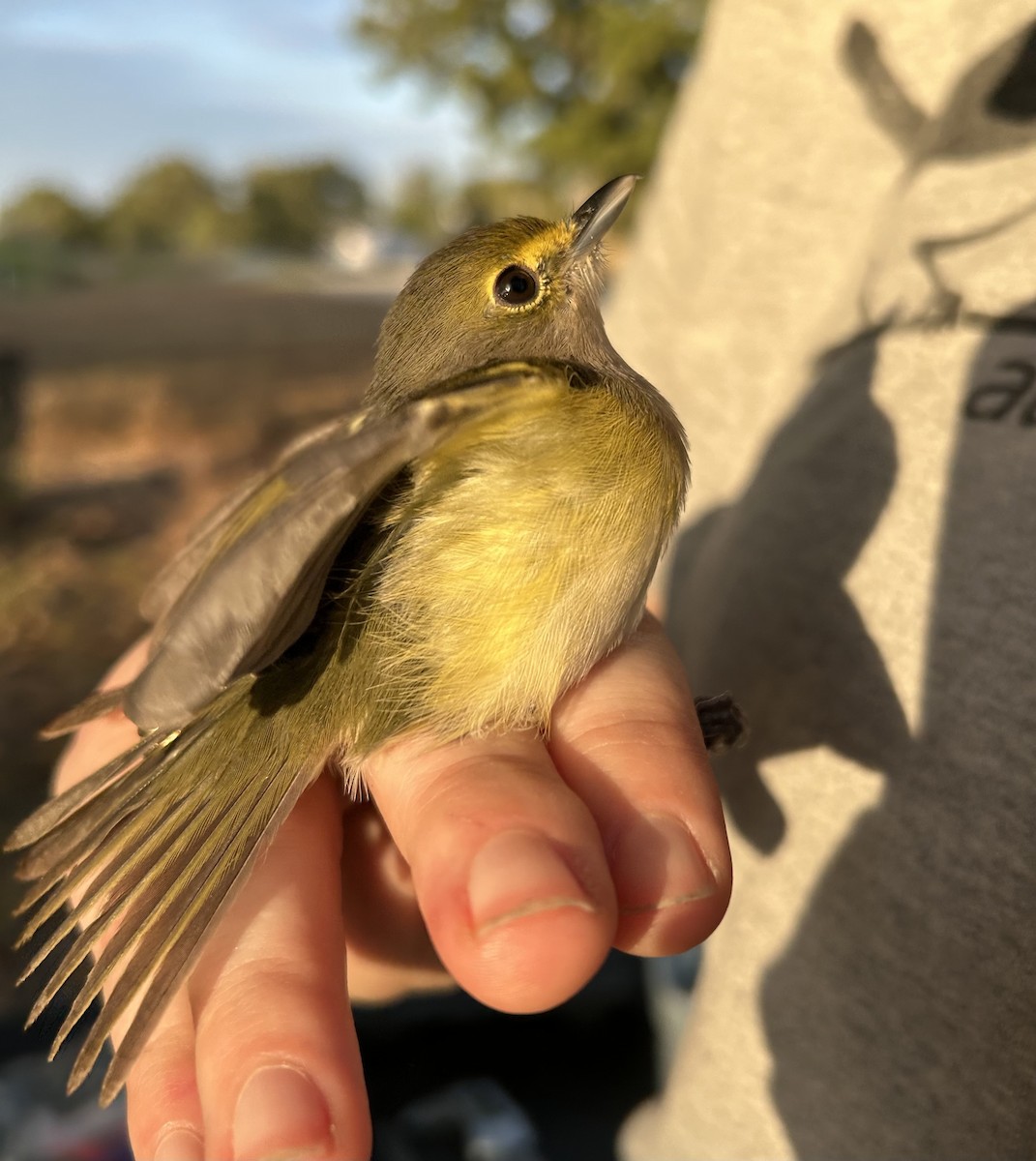 White-eyed Vireo - ML643032834