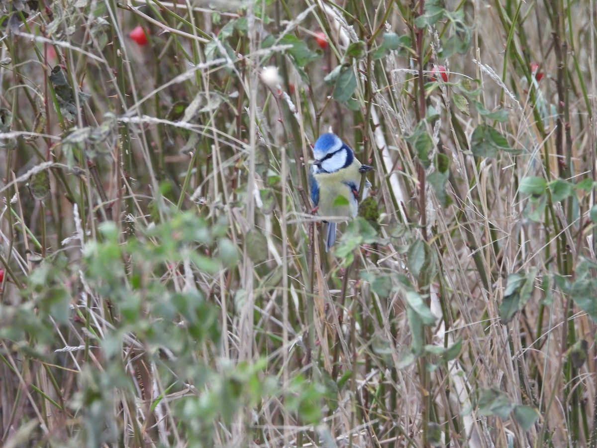 Өрнийн хөх бух - ML643032838