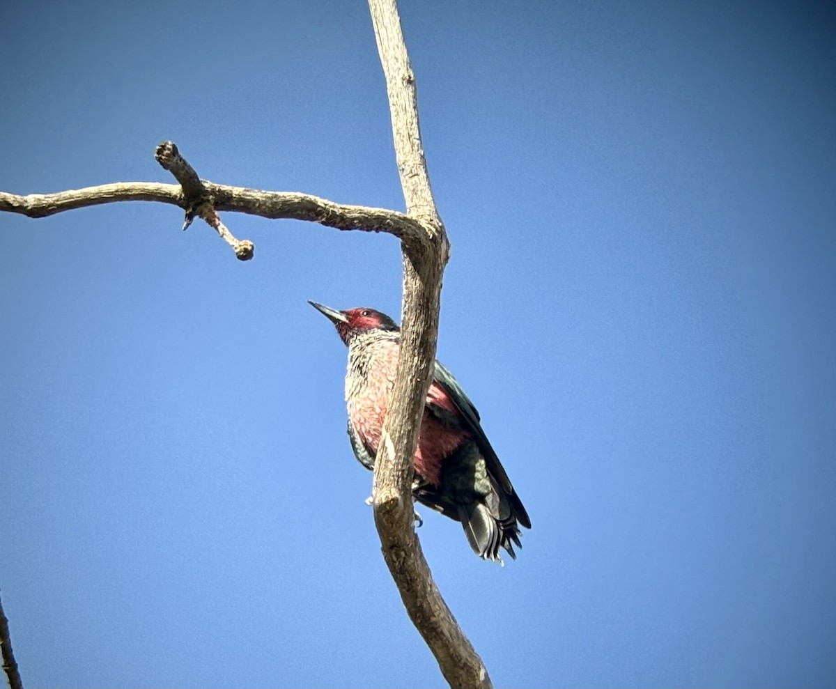 Lewis's Woodpecker - ML643032846