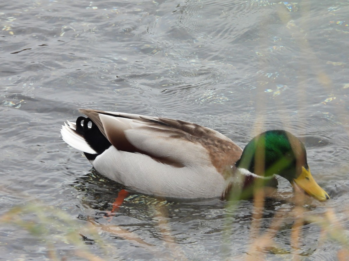 Зэрлэг нугас - ML643032849