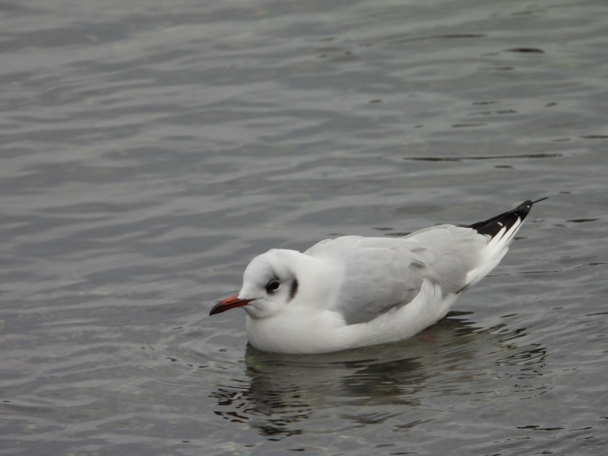 Хүрэн толгойт цахлай - ML643032857