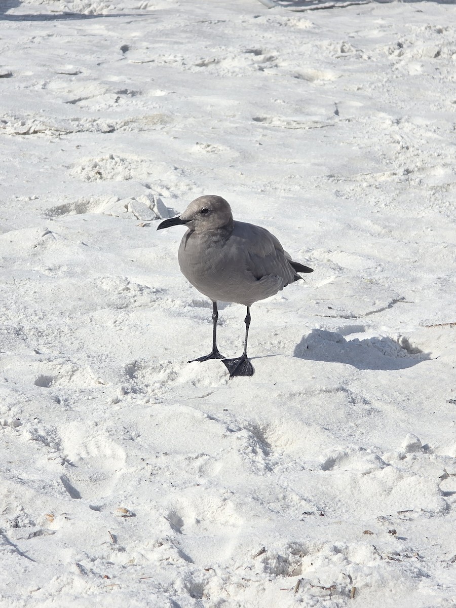 Gray Gull - ML643032862