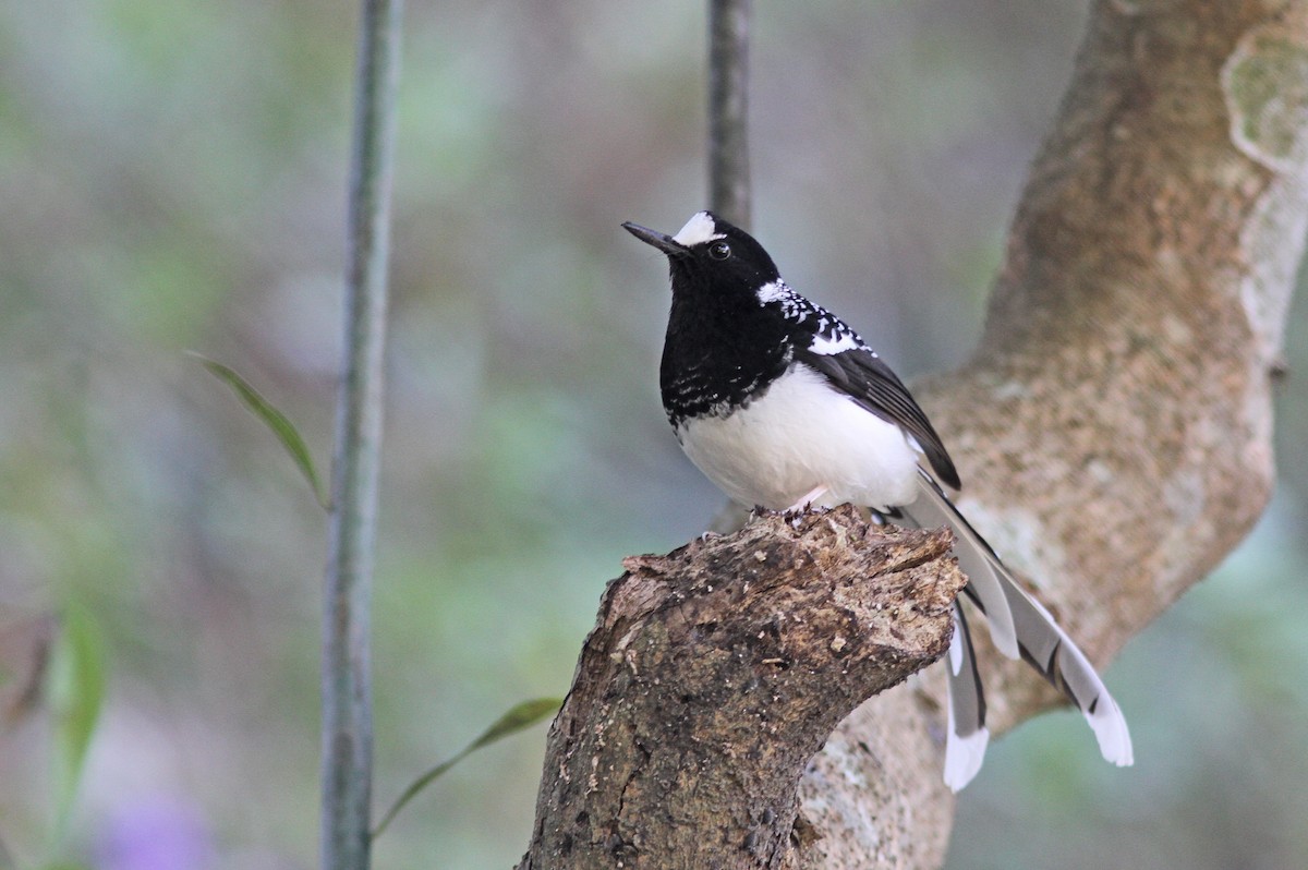Spotted Forktail - ML643032899