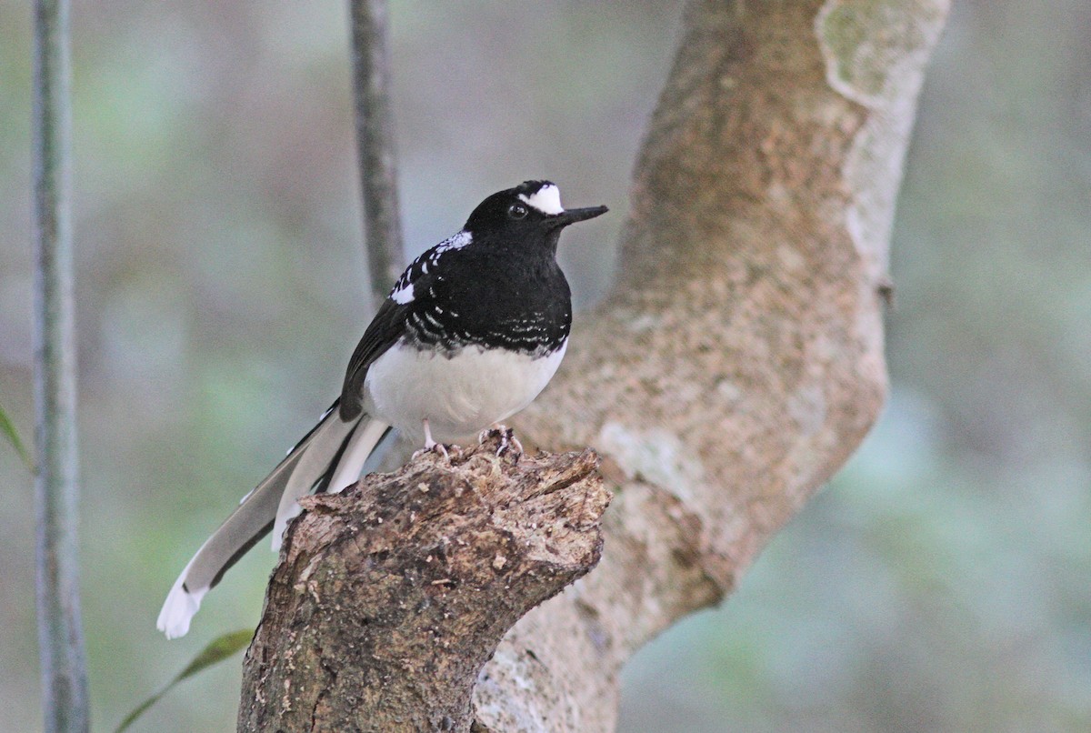 Spotted Forktail - ML643032900