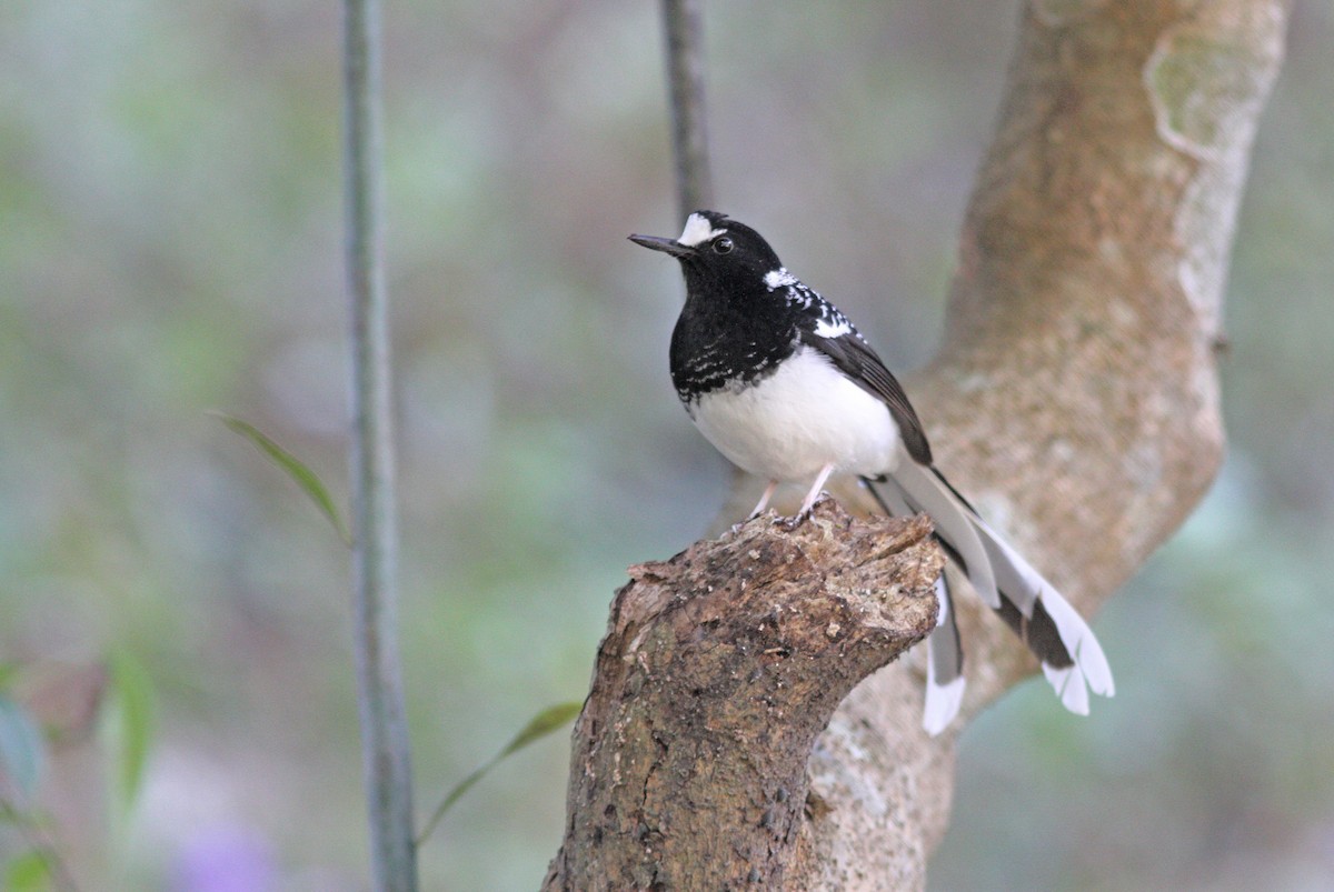 Spotted Forktail - ML643032901