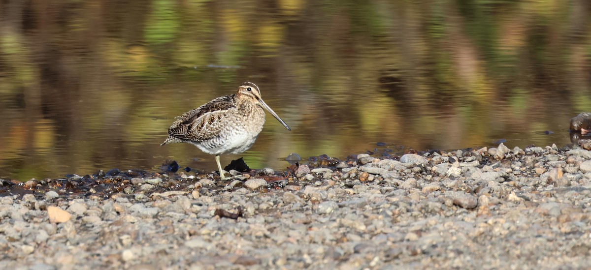 Wilson's Snipe - ML643032913