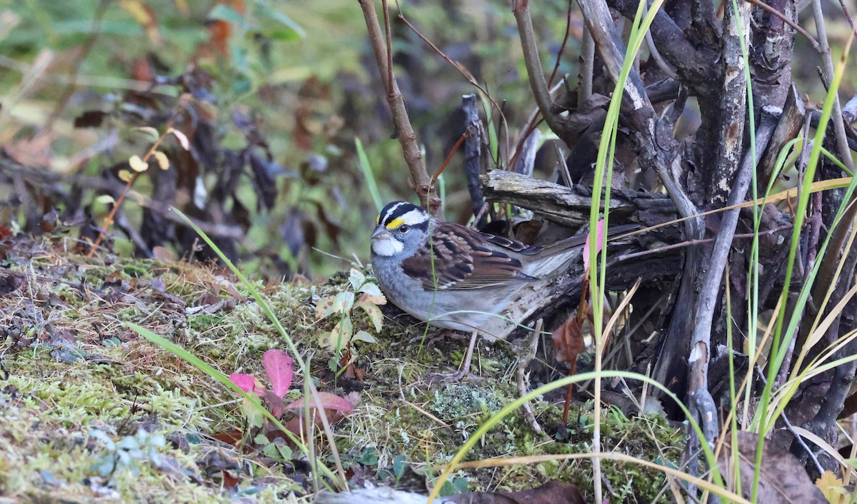 White-throated Sparrow - ML643032914