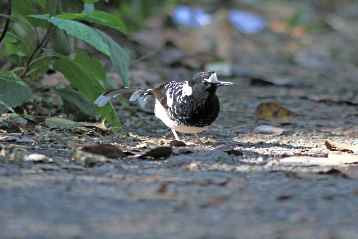 Spotted Forktail - ML643032920