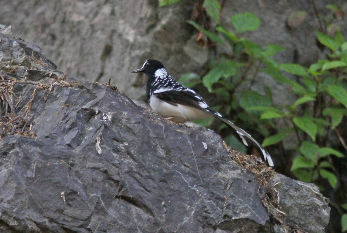 Spotted Forktail - ML643032921