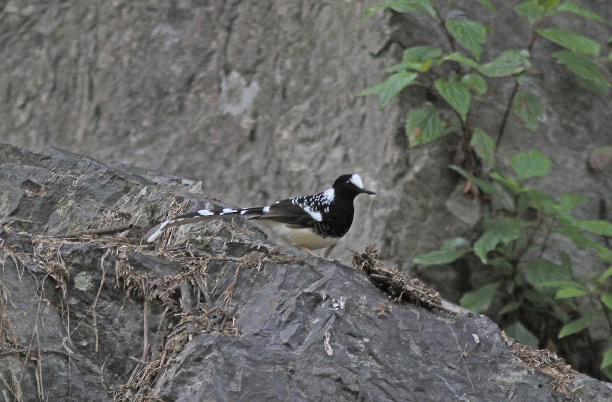 Spotted Forktail - ML643032922