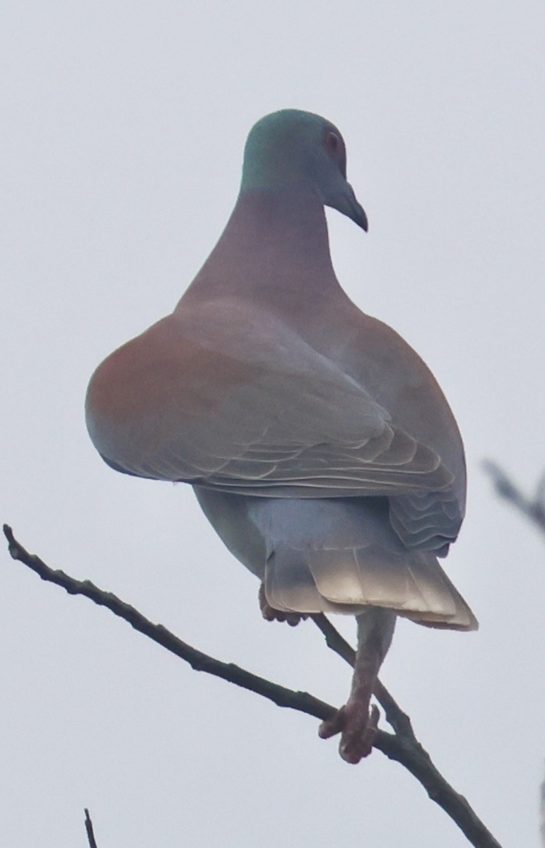 Pale-vented Pigeon - ML643032924