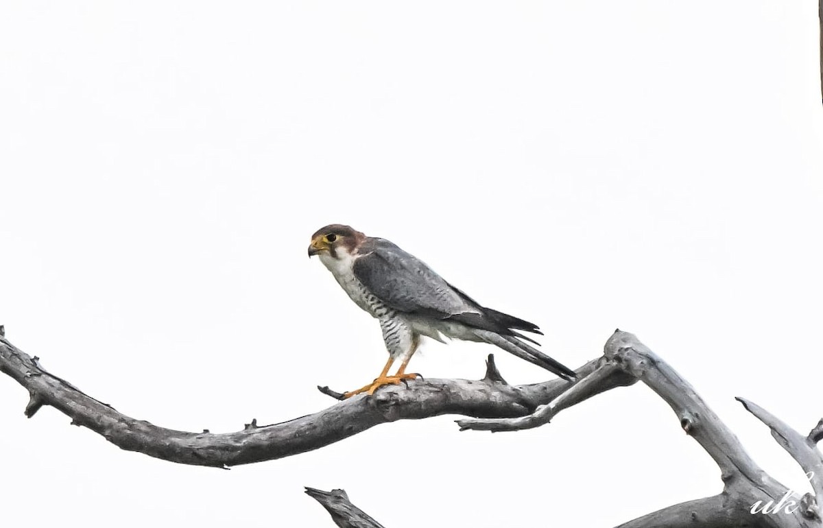 Alcotán Cuellirrojo - ML643032930