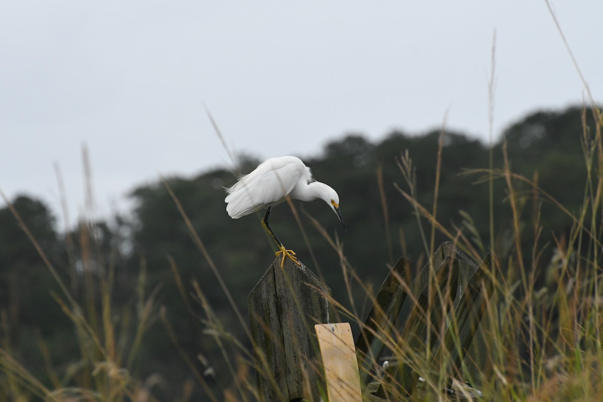 Snowy Egret - ML643032932