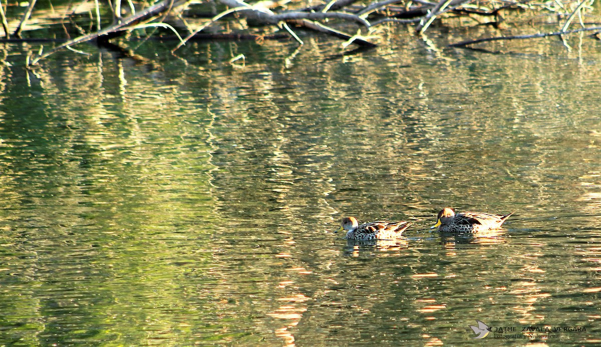 Canard à queue pointue - ML643032933